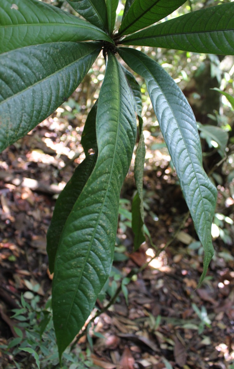 Stemonoporus moonii Thwaites